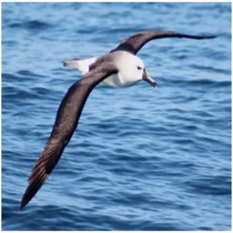 ALBATROZ