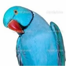 RING NECK