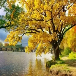IPÊ AMARELO