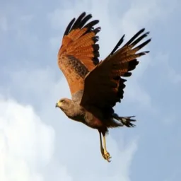 GAVIÕES